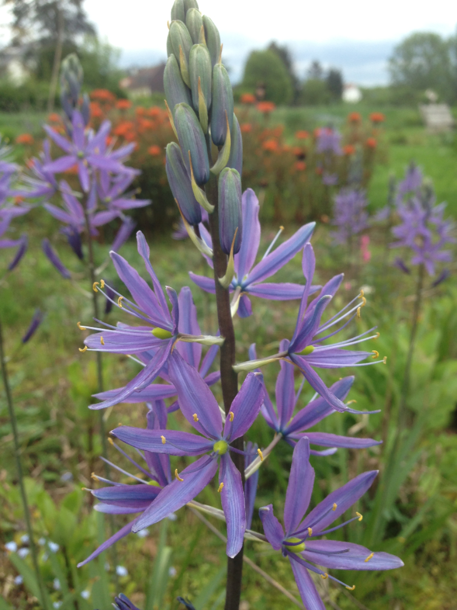 Praerielilie Camassia leichtlinii